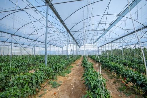 τελευταία εταιρεία περί Η SABIC συνεργάζεται με την IYRIS και την NAPCO για τη δημιουργία υψηλής τεχνολογίας βιώσιμης λύσης οροφής θερμοκηπίου χρησιμοποιώντας πολυαιθυλένιο TRUCIRCLETM για πρωτοβουλία παραγωγής τροφίμων της Σαουδικής Αραβίας